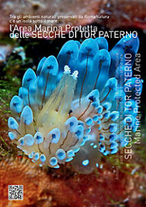 Calendario 2014 dell’Area Marina Protetta Secche di Tor Paterno